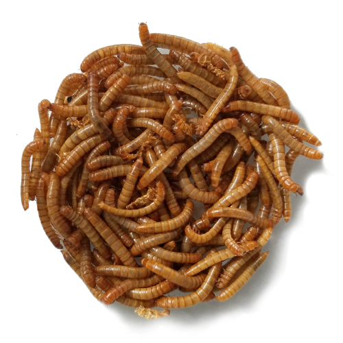 Mealworms